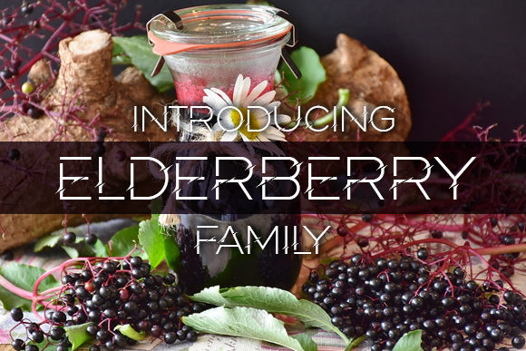 Elderberry: A Bold Display Font